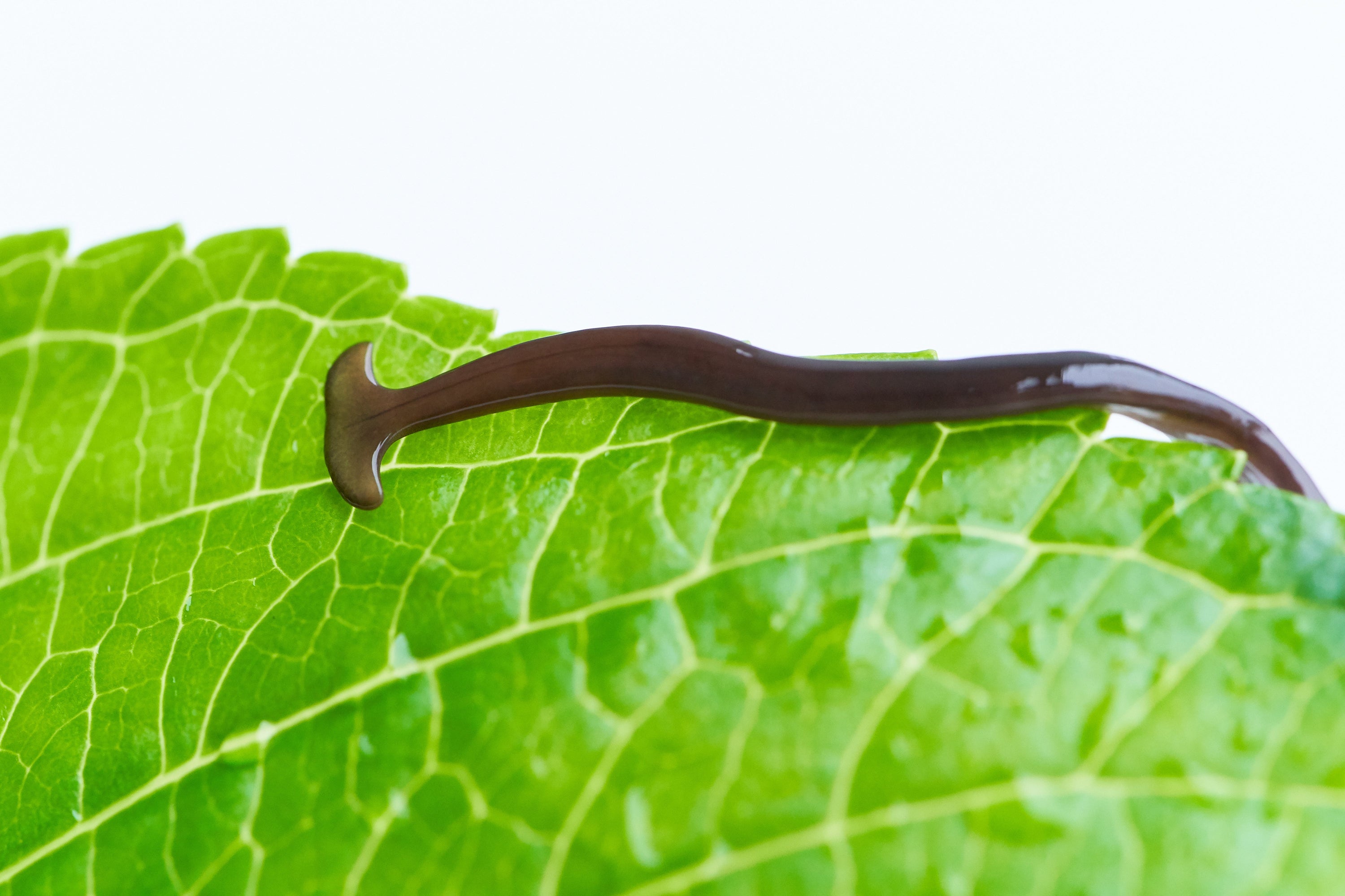 Sind Fischegel gefährlich für Menschen? | Wormox’s