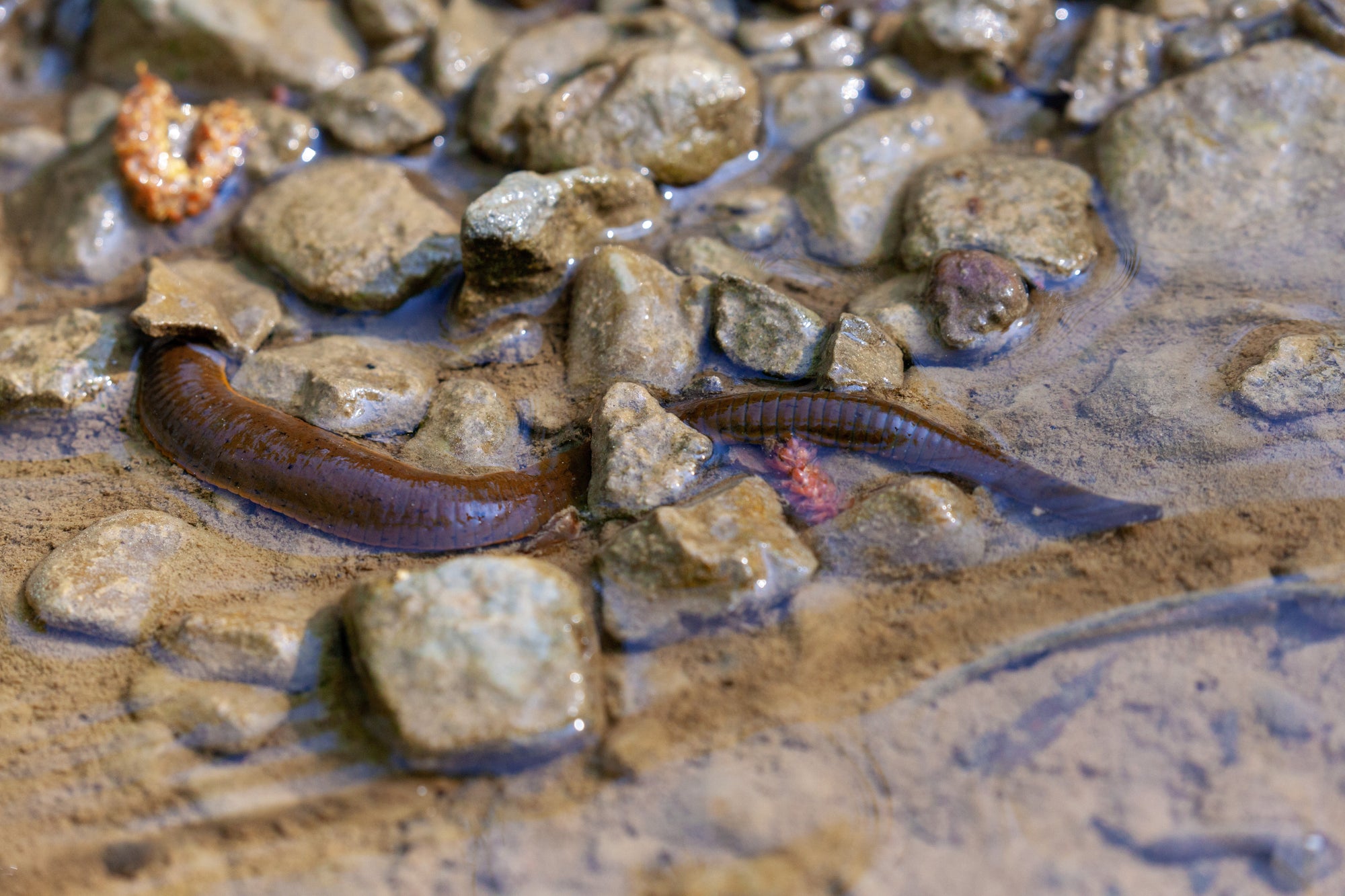Egel im Teich – Ursachen, Arten & richtige Maßnahmen | Wormox’s