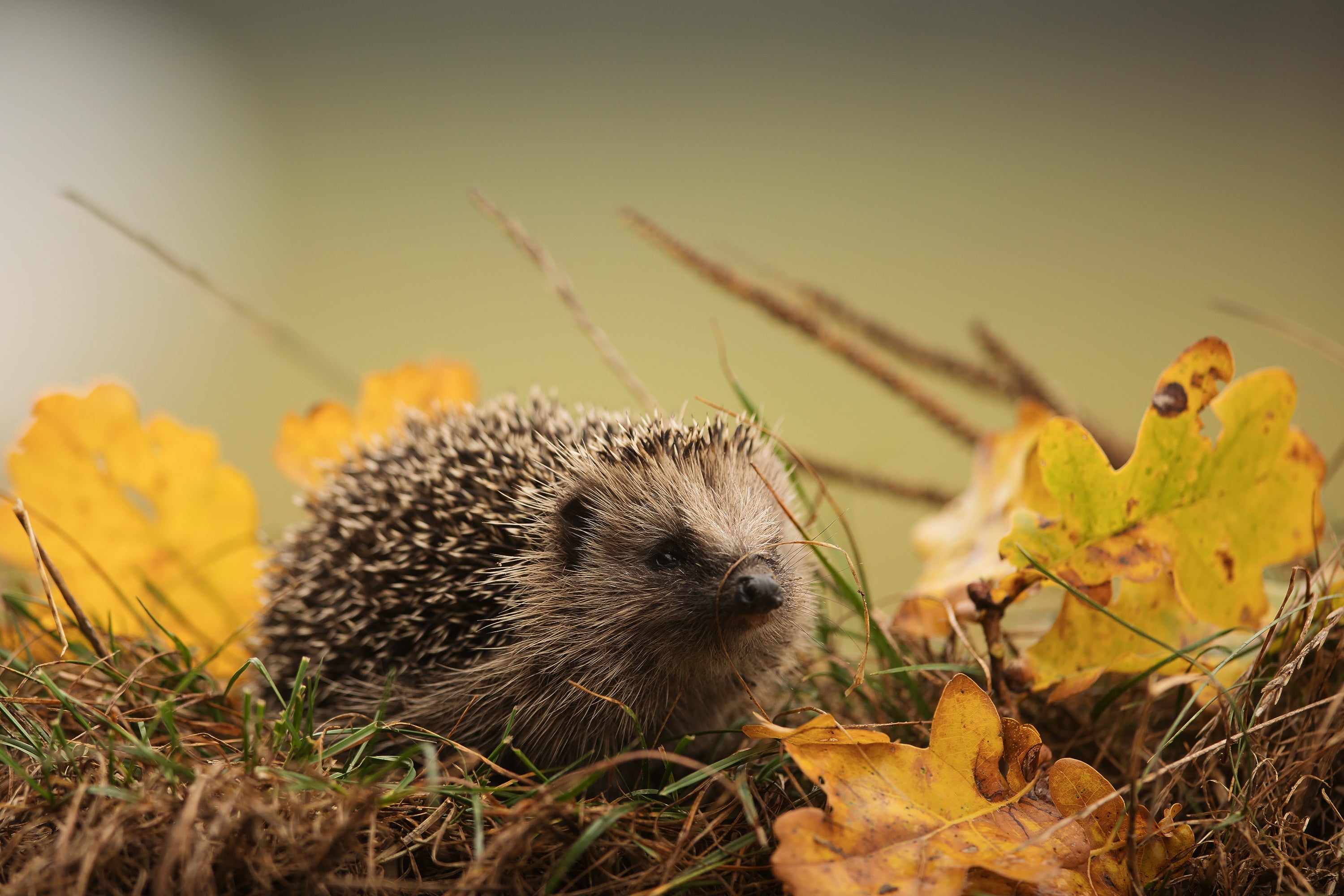 Getrocknete Mehlwürmer für Igel – Der große Ratgeber