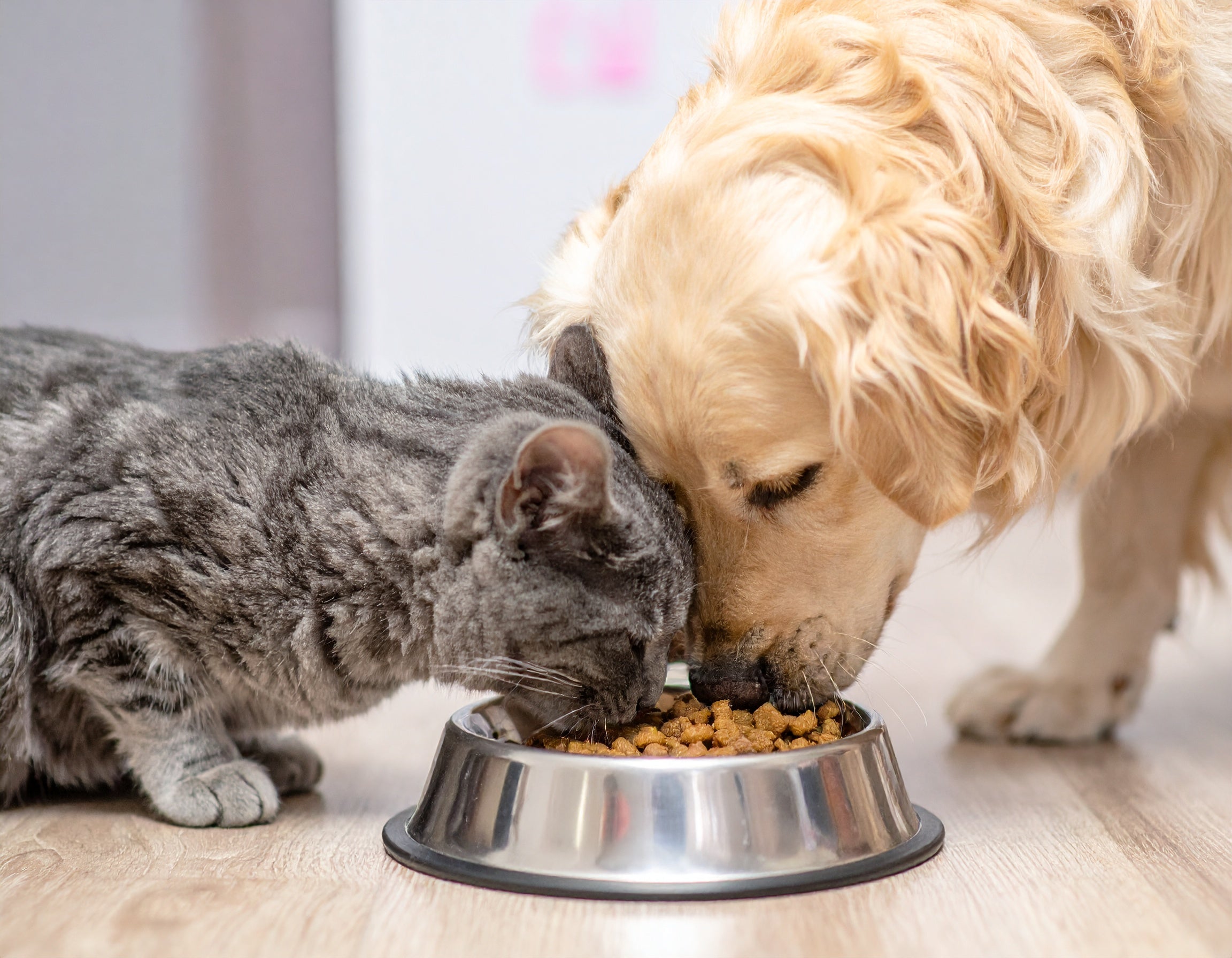 Mehlwürmer als nachhaltige Futteralternative für Haustiere