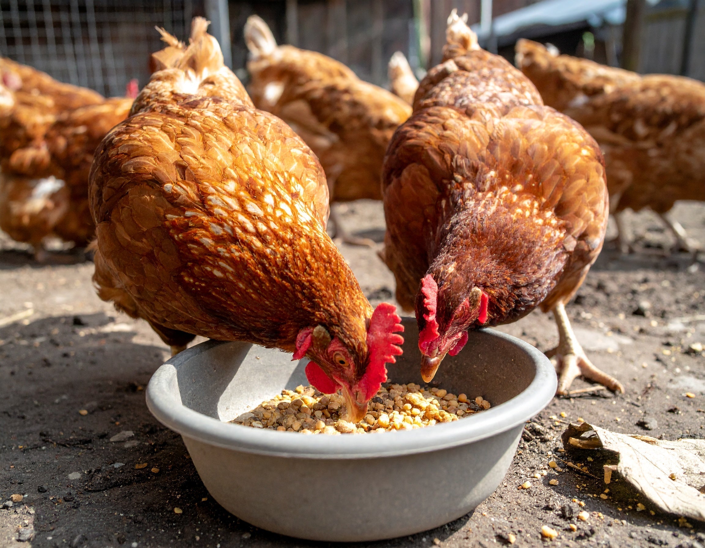 Mehlwürmer für Hühner – warum Geflügel sie liebt