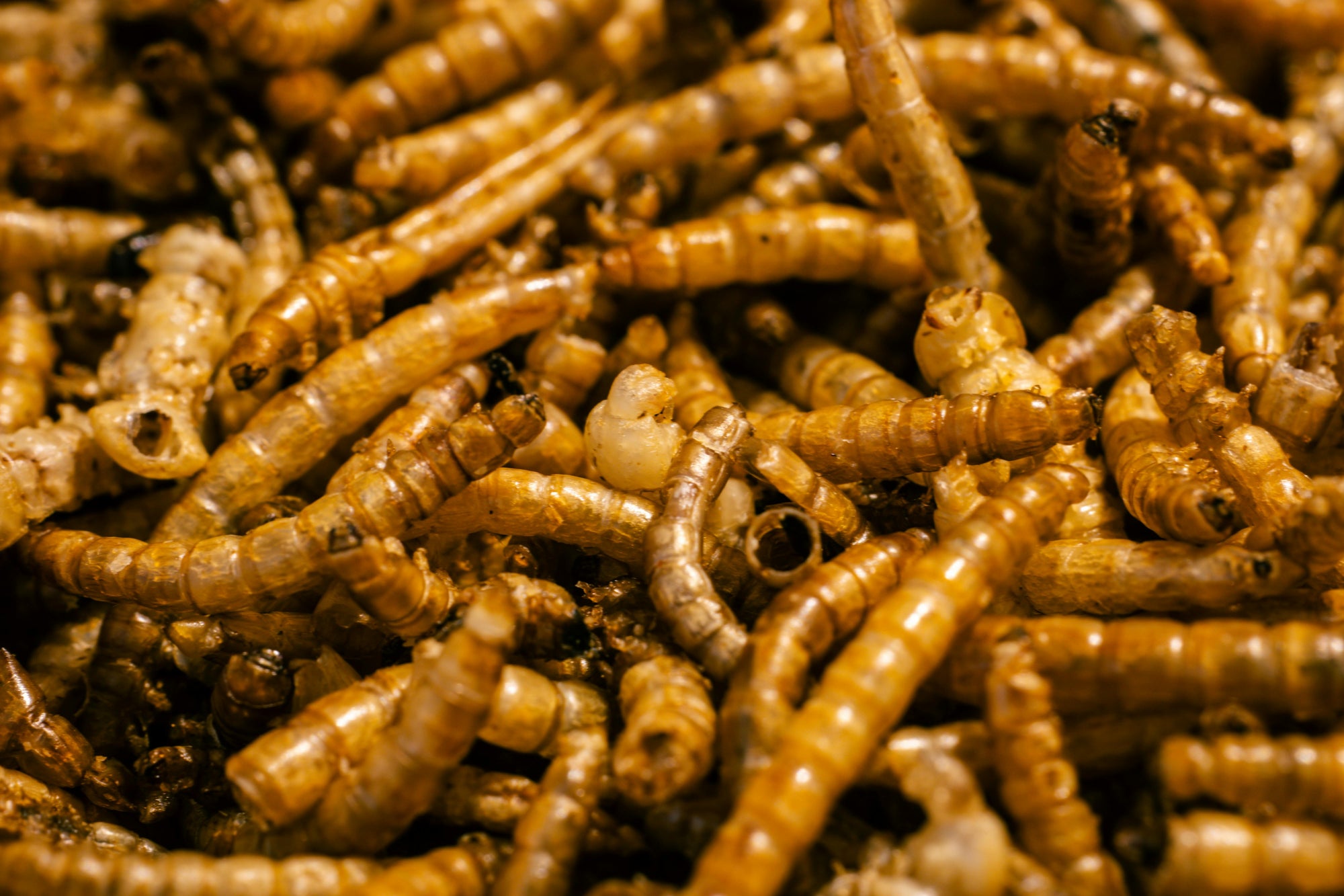Insekten als Nahrung – Nachhaltige Proteinquelle und Zukunftsfutter