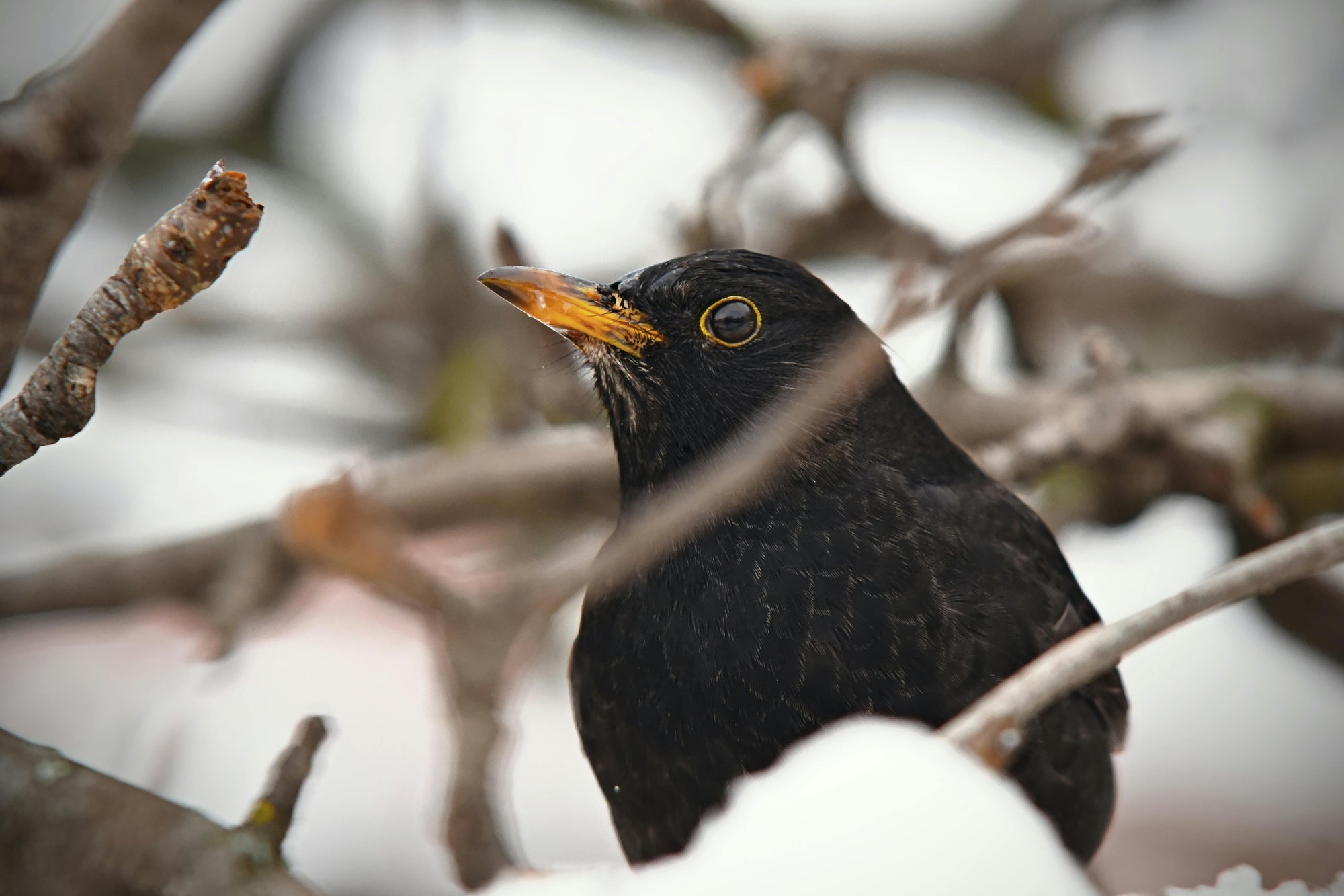Was frisst eine Amsel? Der umfassende Fütterungsratgeber für Vogelfreunde