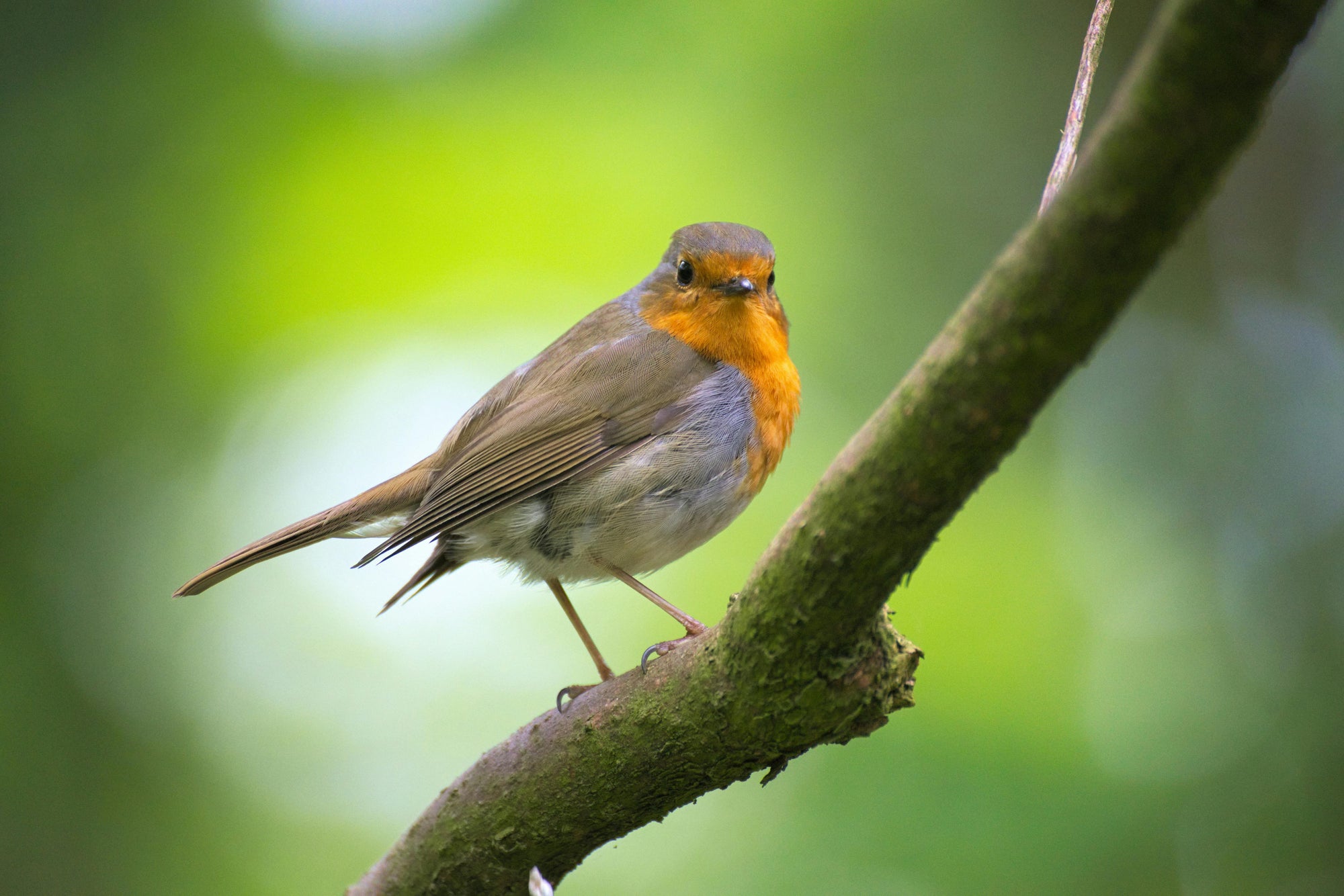 Was fressen Vögel in der Natur? Der große Futter-Guide für heimische Wildvögel