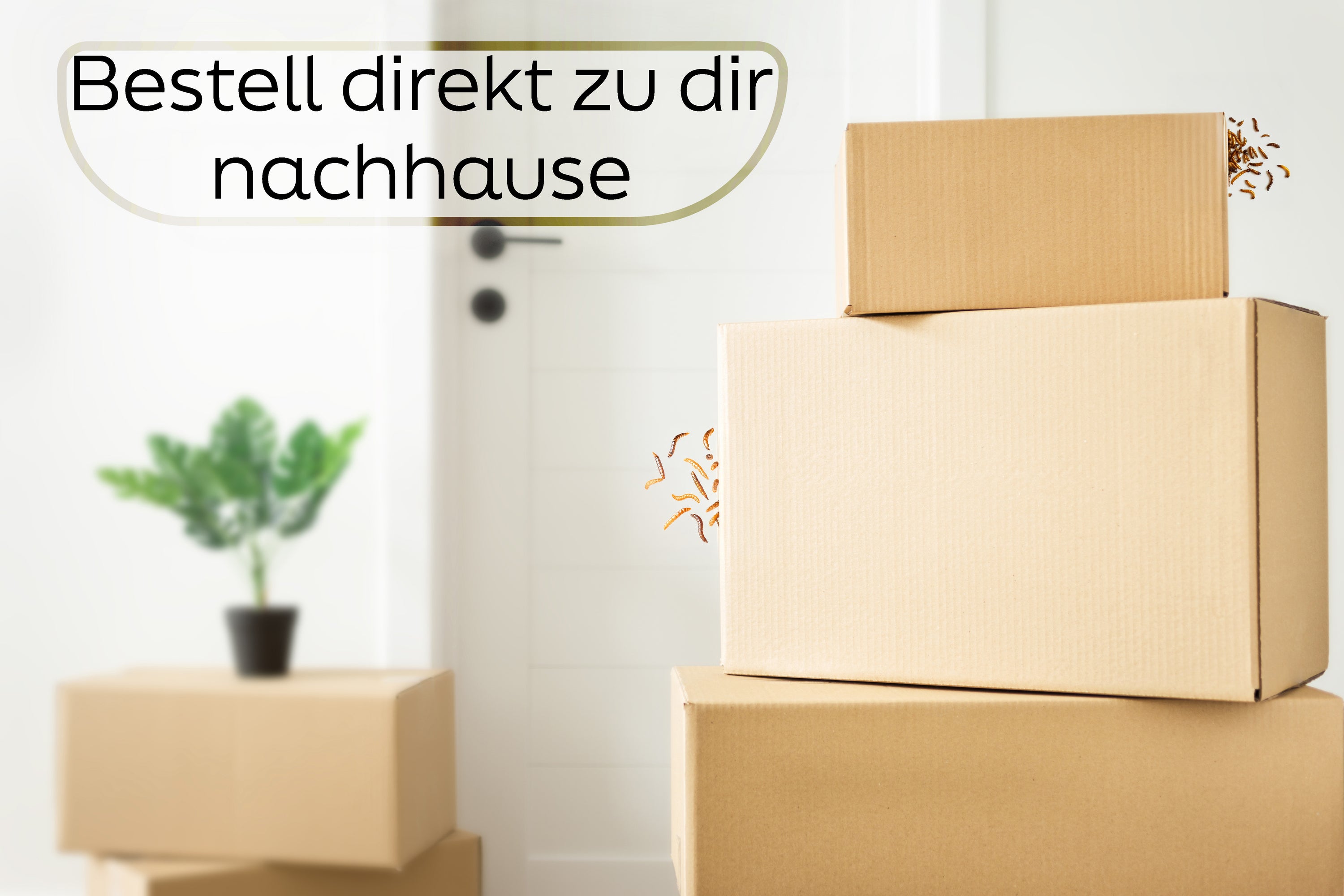 3 KG Getrocknete Mehlwürmer